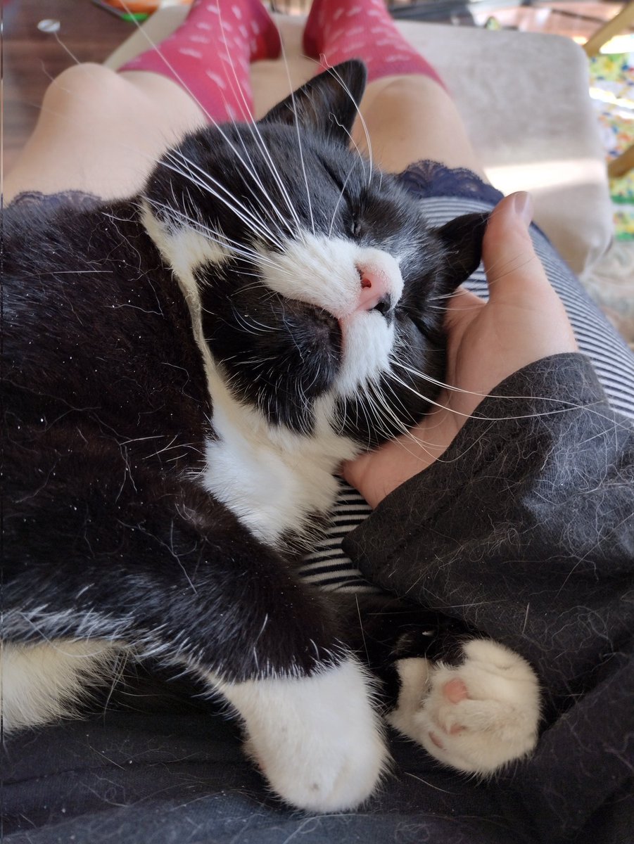 What is wrong with this picture? It's of my human. But the cat on her lap is NOT ME. BETRAYAL!!! #humanshaming #thecatswetweet