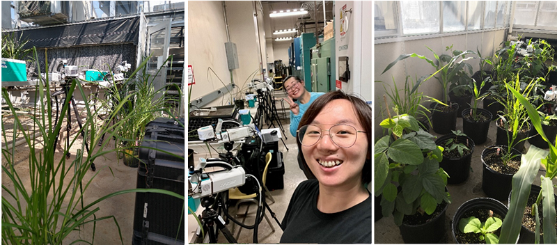 Check out our latest TPJ Feature on 'Outstanding original article' winner Dr Yu Wang, to read how she and her <a href="/RIPEproject/">The RIPE Project</a> colleagues have developed tools to predict the limitation of C4 photosynthesis 👏

🔗onlinelibrary.wiley.com/do/10.1111/tpj… 

 <a href="/YuWangcn/">Yu Wang</a>  <a href="/HaimTreves/">Haim Treves</a>