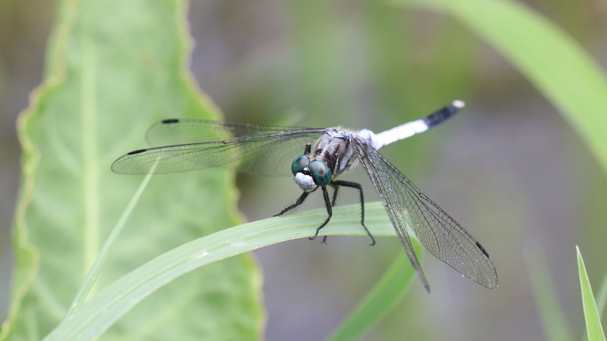 insects_birds's tweet photo. #シオカラトンボ #CommonSkimmer https://t.co/UNFOjJrJuj