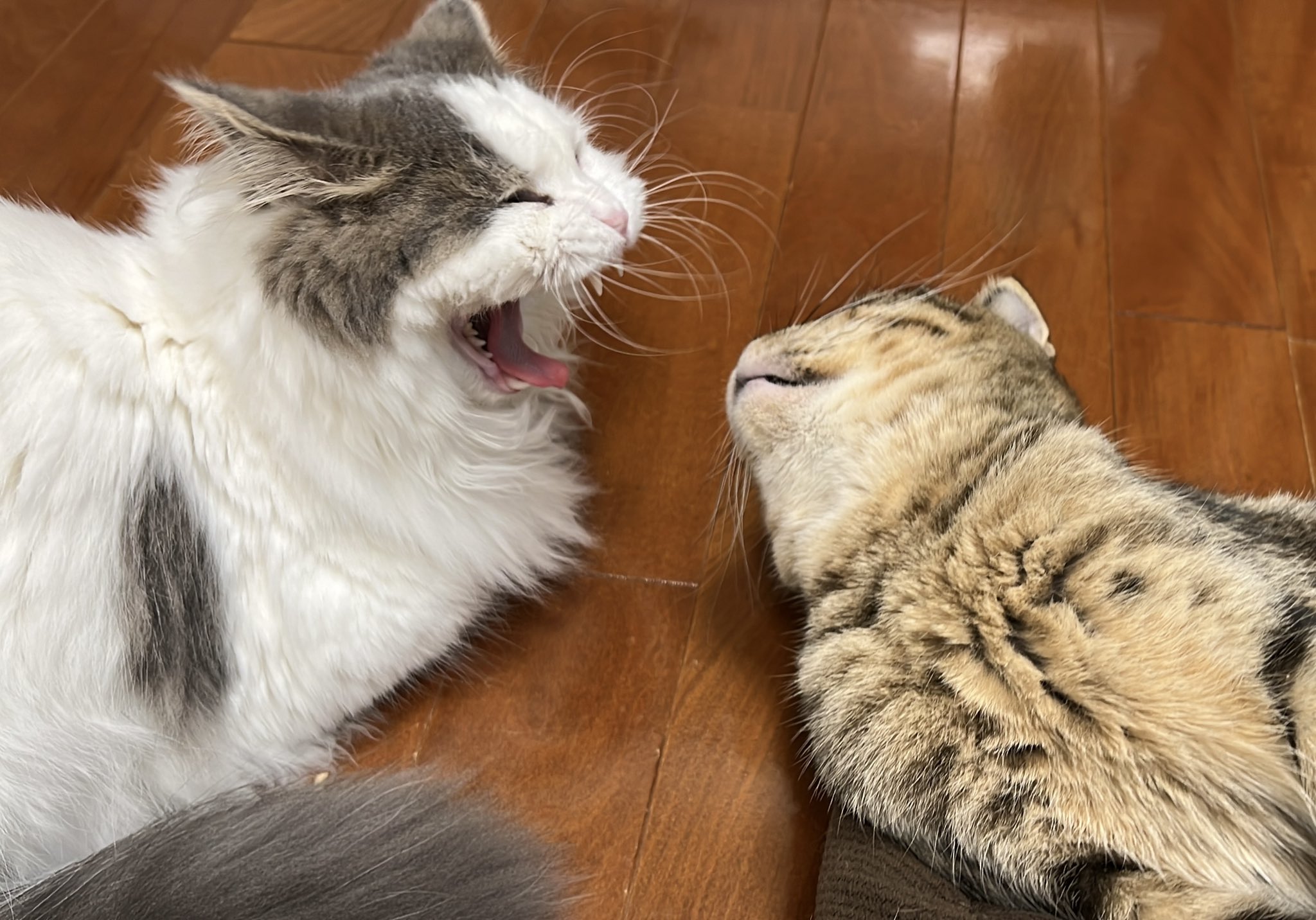 上村さん on Twitter "matsutake_cat 一緒の匂いした😱やだー😩それにあたしせんぱいなんだけど？なんとかして？って顔