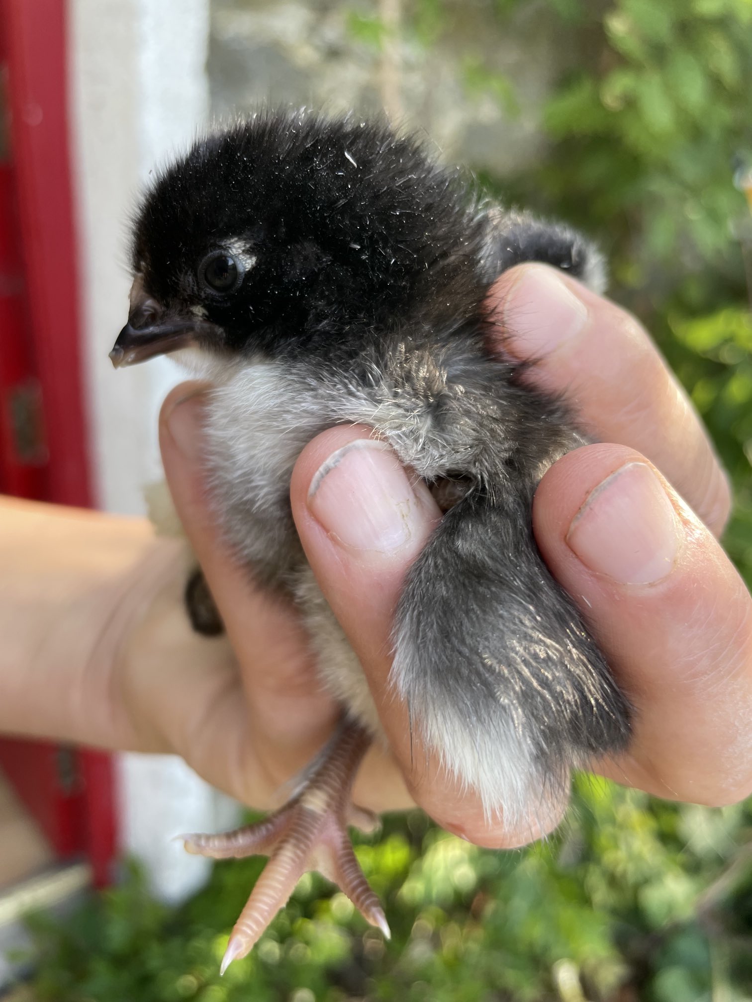 Zwartbles Ireland • Suzanna Crampton on Twitter "Only 2 French Copper