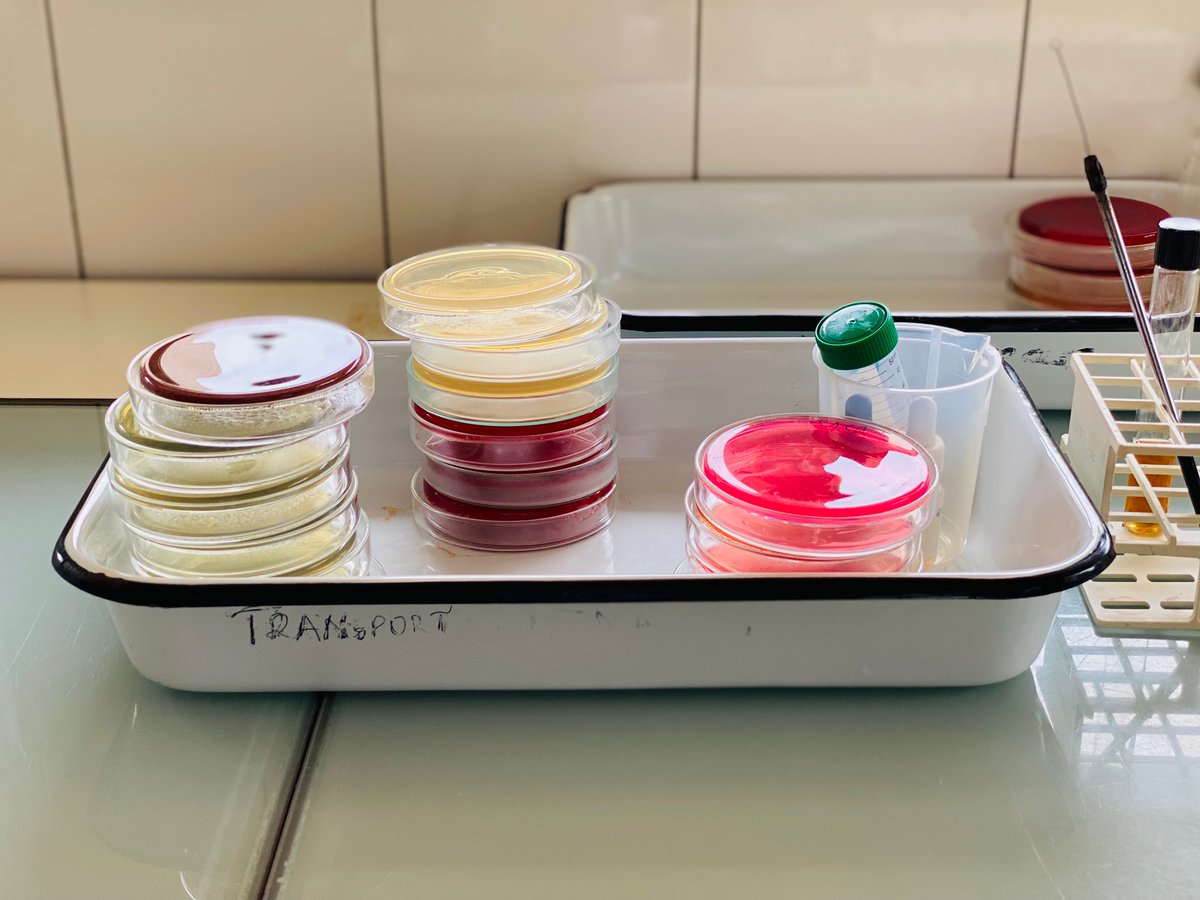 HealthyDEvs's tweet photo. @HealthyDEvs has recently published a new series of articles on the escalating problem of anti-microbial resistance (AMR) - one of the toughest #health challenges of our time. 
#combatamr #amr @BMZ_Bund @giz_gmbh https://t.co/MZkkUaQ95d