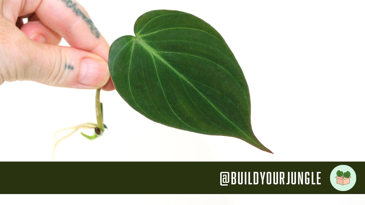 Philodendron ‘Micans’ root so quickly! 🌱 #houseplants #planttwitter #tropicalplants