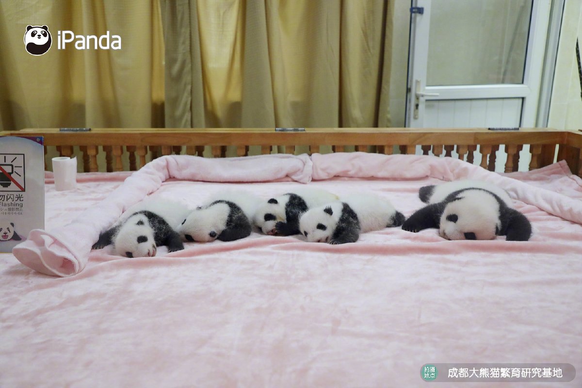 ipandacom's tweet photo. Wow! The bed seems not large enough for all these little cuties, maybe you can send one to me.
你家的熊貓寶寶都擺不下了，不能分一隻給我嗎？

#PandaPic #HowGiantPandasGrowUp https://t.co/FfTQcFVGGS