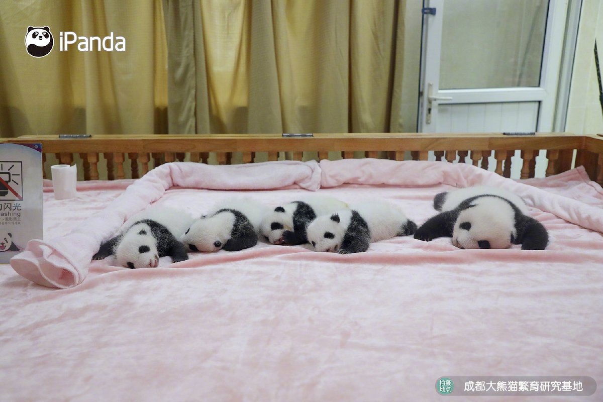 ipandacom's tweet photo. Wow! The bed seems not large enough for all these little cuties, maybe you can send one to me.
你家的熊貓寶寶都擺不下了，不能分一隻給我嗎？

#PandaPic #HowGiantPandasGrowUp https://t.co/FfTQcFVGGS