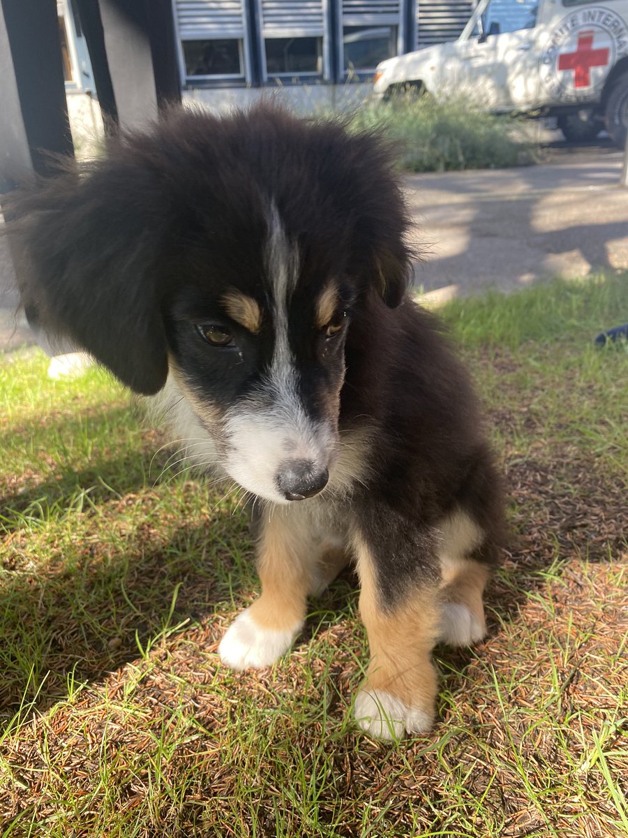 fjc_batault's tweet photo. Important news. There was a puppy. She was snuggly. Her name was Buddi. 100/10 for nose boops and licks https://t.co/NVht8h0ctl