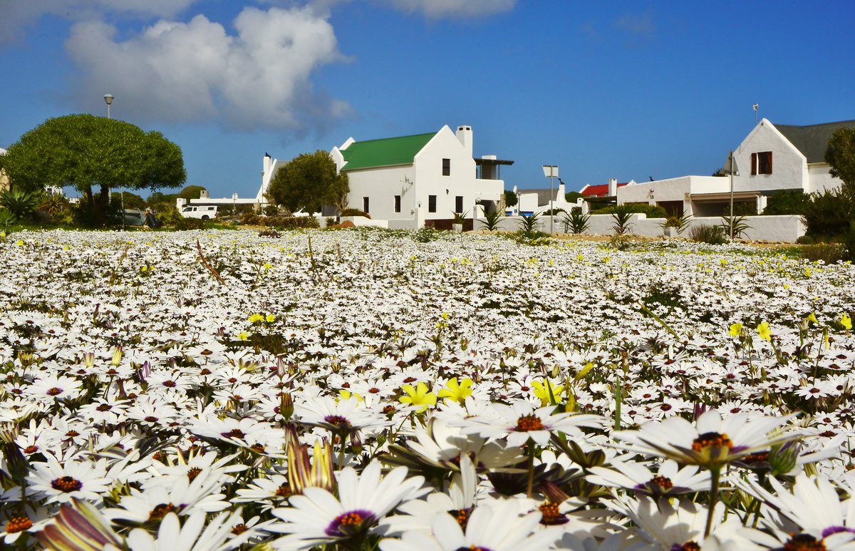 wheretostaycoza's tweet photo. Jacobs Bay ~ Cape West Coast.
Called the "Namaqualand by the sea", as the countryside turns into a wildflower tapestry in spring.
Find #wheretostay in #JacobsBay https://t.co/QHC9BuCbPO
πΈ Pieter Viviers
Post via Ek reis deur my pragtige land.... Suid-Afrika
#capewestcoast https://t.co/vRwqCQZl6Z