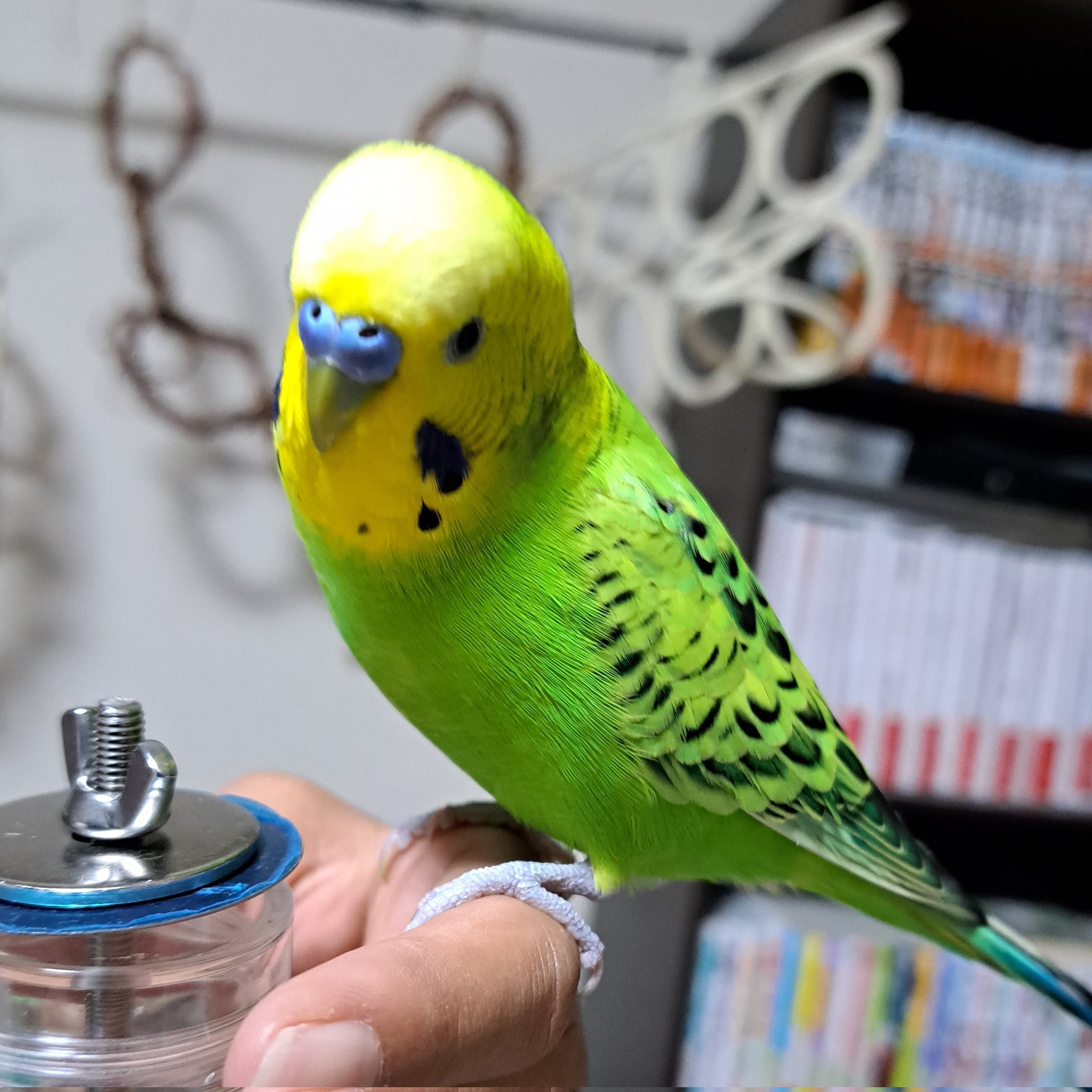 インコ迷子 Twitter Search Twitter