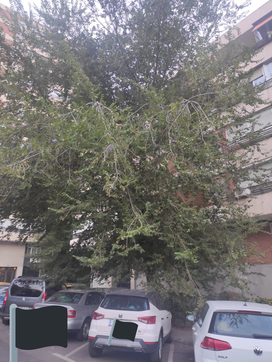 monicamz5's tweet photo. @Lineamadrid Hemos llamado varias veces desde hace medio año para que vengan a podar los árboles en la Calle Isla de Arosa (28034) No se puede pasar por la acera, los árboles chocan con nuestras ventanas y además hay muchos bichos. Necesitamos una solución urgente!!!! https://t.co/y37LspnOf1