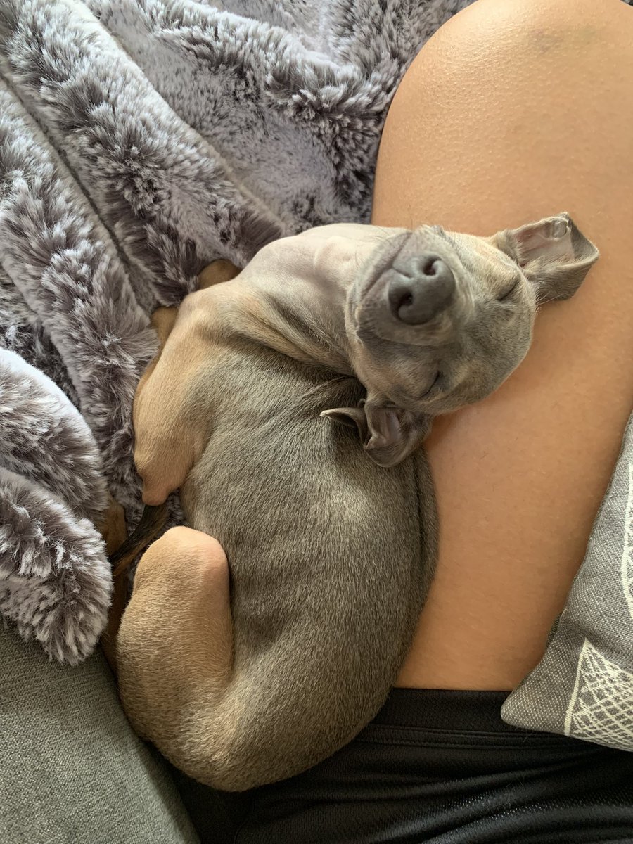 expattycake's tweet photo. @BexN91 I’m leisurely sipping on my coffee, catching up on yday’s MAFS, enjoying my last lazy morning with this one. No regrets! https://t.co/KcmVwEcCrn