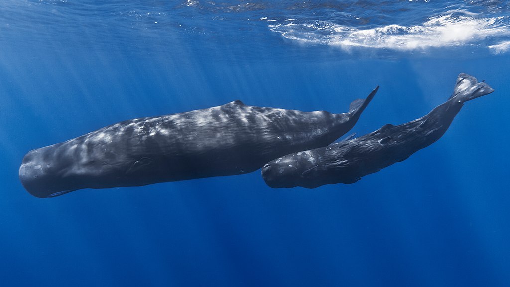 RSocPublishing's tweet photo. Ocean nomads or island specialists? Culturally driven habitat partitioning contrasts in scale between geographically isolated sperm whale populations: https://t.co/8PQu8uqKLS @_fvachon @taylorahersh @_lrendell @sgero #RSOS #ecology https://t.co/38N2Q9ZpiG