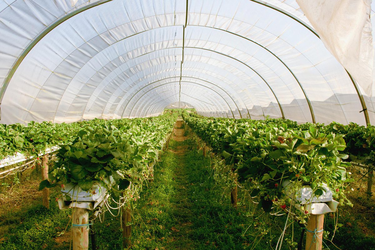 agrifood_tech's tweet photo. Di fronte al #climatechange, le #serre ultratecnologiche di #IdromeccanicaLucchini ed #Evja dimostrano l’efficacia di #sensori #internetofthings e modelli di #intelligenzaartificiale per ottimizzare l'irrigazione, la protezione e la nutrizione 👉 https://t.co/ngJUheHeov https://t.co/KrQlR53d9F
