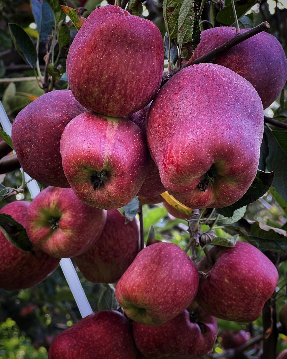 iamanthakur's tweet photo. Super large apples 🍎 https://t.co/5oMxWexAhd