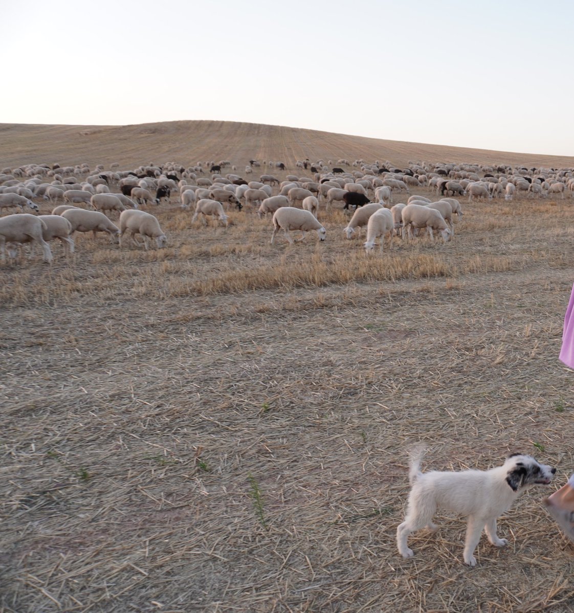 El pastor marroquí (como la inmensa mayoría de los pastores de Soria, Castilla y España), llevaba 3 perritos carea muy entrecruzados: un podenco, un border collie y un cachorrillo mezcla de ambos padres. ¿Qué sería de la ganadería ovina en extensivo sin pastores marroquíes?