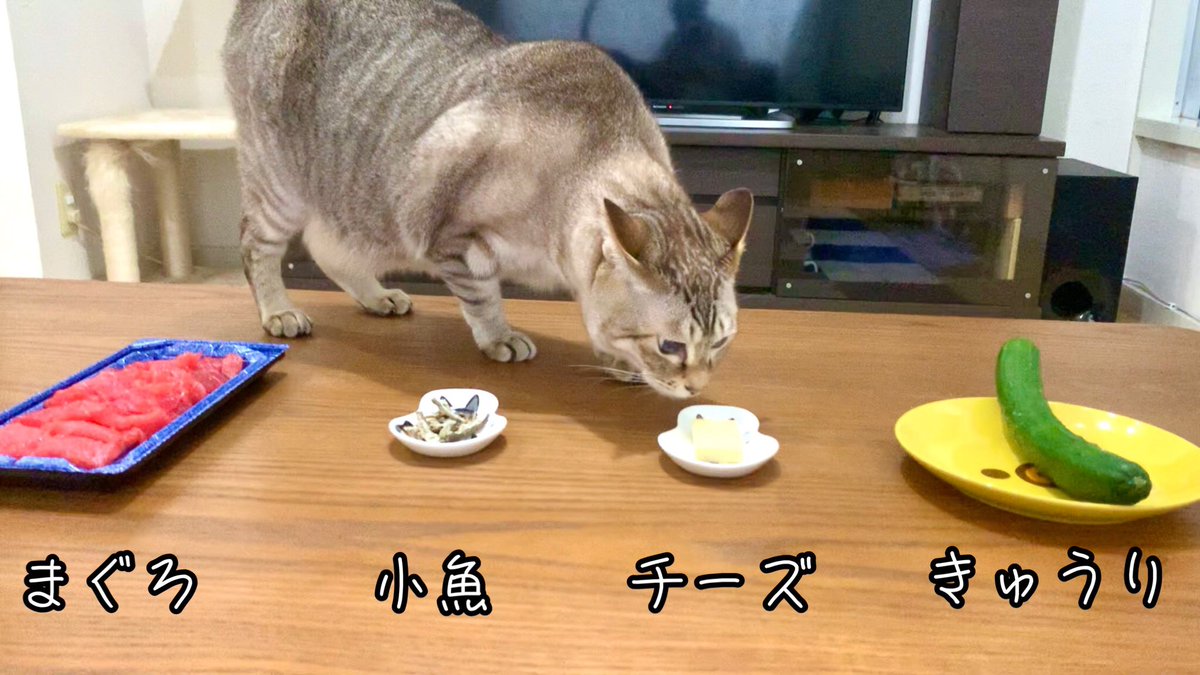 猫の大好物を同時に出したら何から食べるか検証してみた

youtu.be/ohv66f2WdBk
