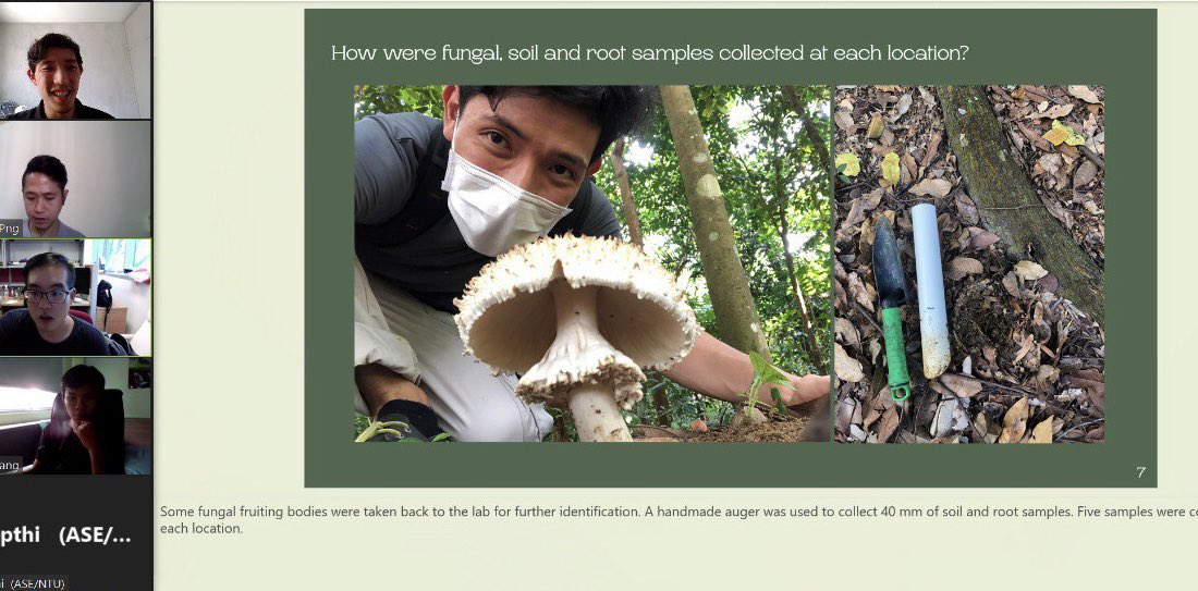 Karl Png (@pngkarl) on Twitter photo The FIRST ever public presentation of my Honours thesis on Tropical Urban Ectomycorrhizas! It was a privilege to share my results with the @NTU_ASE ecology team and thanks <a href="/LeeMingYang11/">Lee Ming Yang</a> for the invitation! The FIRST ever public presentation of my Honours thesis on Tropical Urban Ectomycorrhizas! It was a privilege to share my results with the @NTU_ASE ecology team and thanks <a href="/LeeMingYang11/">Lee Ming Yang</a> for the invitation!