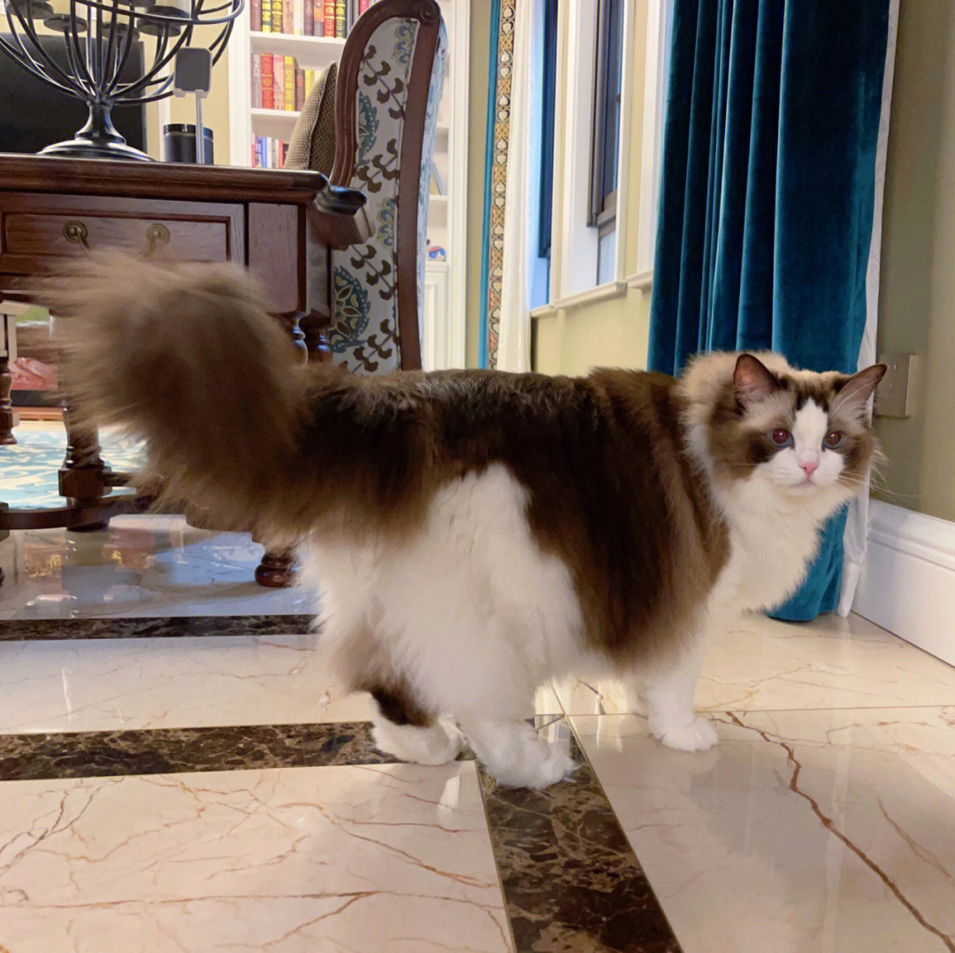Cecily1989417's tweet photo. We are an elegant cat today🥰 https://t.co/DO28IQXnBA
