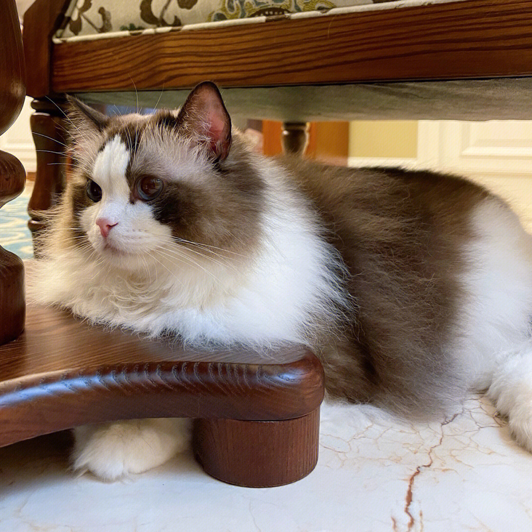 Cecily1989417's tweet photo. We are an elegant cat today🥰 https://t.co/DO28IQXnBA