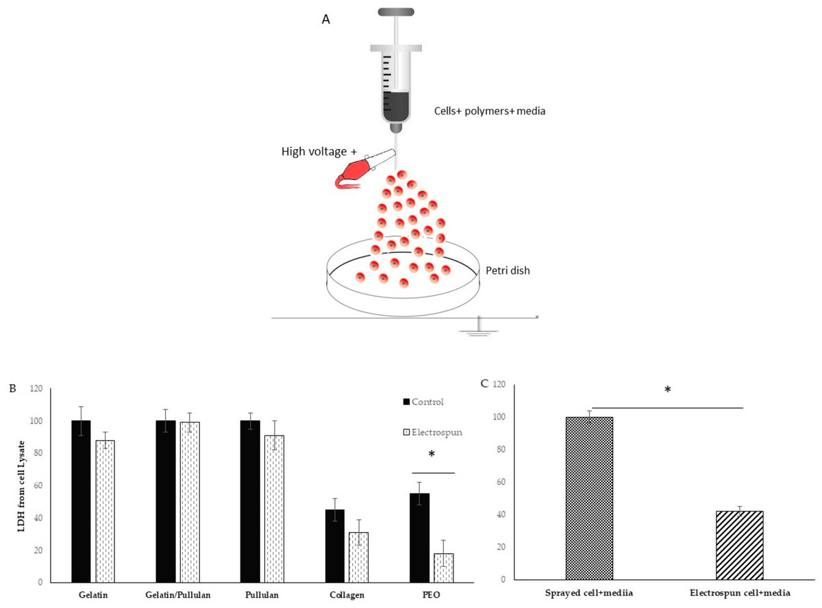 Bioeng_MDPI's tweet image. Article by Nasim Nosoudi et al. "#Electrospinning Live Cells Using #Gelatin and #Pullulan"

Free Reading: mdpi.com/2306-5354/7/1/…

Welcome to read and download!