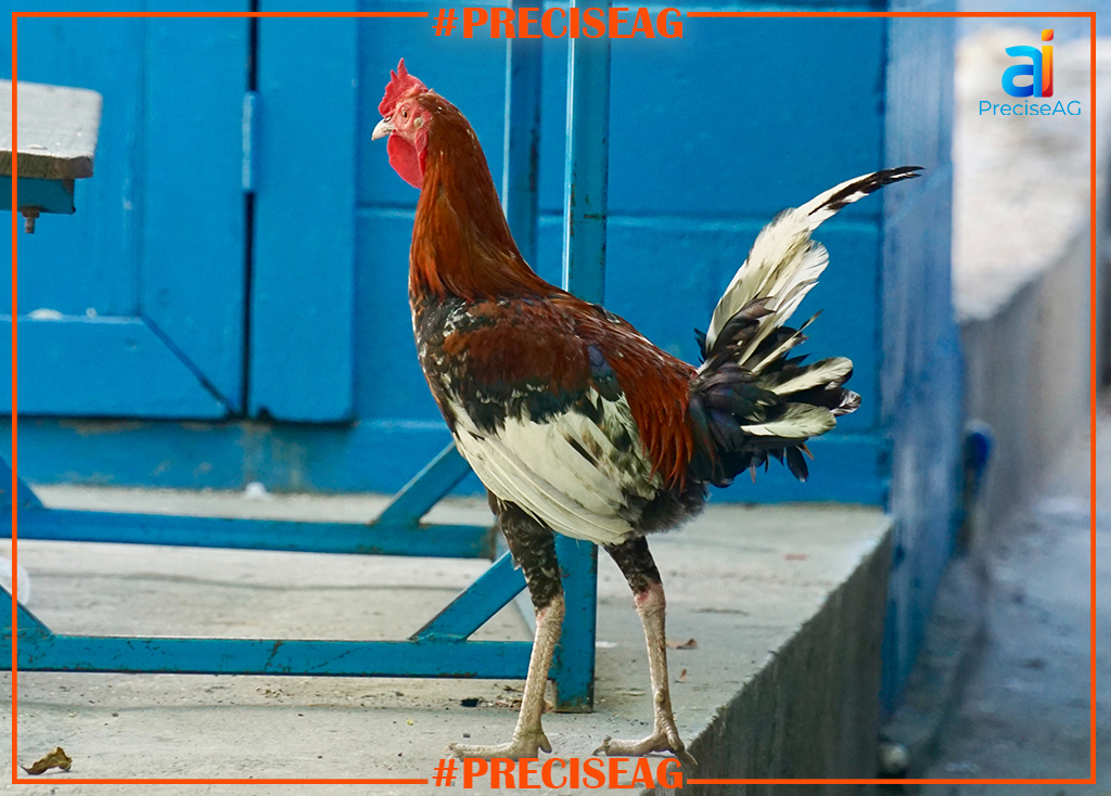 PreciseAGai's tweet photo. 3 Kinds Of BioSecurity: Which One Will Save The Most Money?
Smart Poultry Health leader is https://t.co/jM4KhcAB8J:
https://t.co/oGza9aqEIr
#PreciseAG.ai #bottombillion #biosecurity #foodsecurity #smartpoultryhealth https://t.co/b7enmg1ind