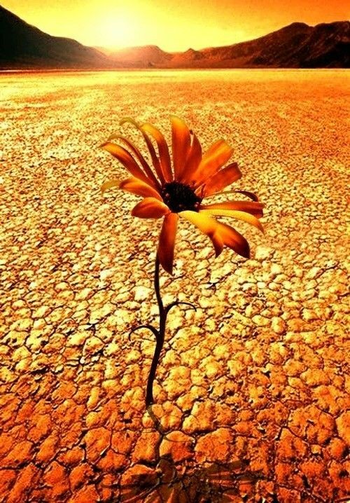 Socarras1Anabel's tweet photo. Buenos días!!! Vi está imagen y pensé en nosotros, los que tenemos claro de que no se trata de ganar siempre; se trata de NO RENDIRSE NUNCA! Por nuestra #CubaEsAmor vamos a seguir dándolo todo. https://t.co/Y9r1cDo6CR
