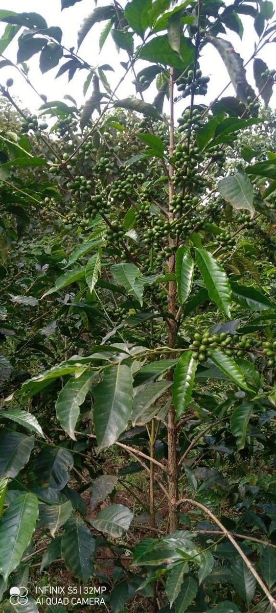 The Future of Ethiopia: increasing export 
Our green gold is ready for export and the yield is very promising. Ethiopia will keep shining in all fronts! Ethiopian prosperity is inexorable!!!