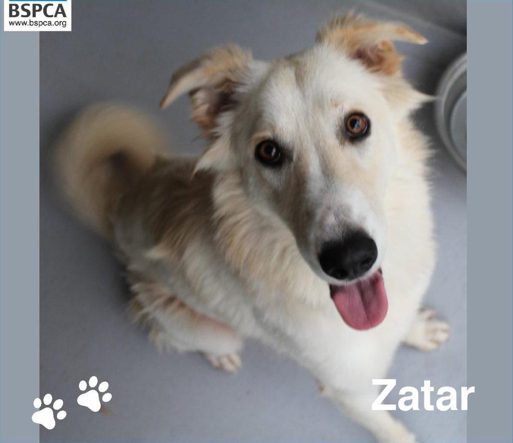 BSPCA_BH's tweet photo. Zatar is an incredibly friendly, affectionate, gorgeous boy. He is calm with a lovely cuddly white coat and a killer smile 😃
#Zatar has been with us for nearly 7yrs and would love a forever home.
📞: 17591231
#Bahrain #Adopt #dogs #cats #rescue #charity #spca #donate #rehome https://t.co/hjdDrby9W4