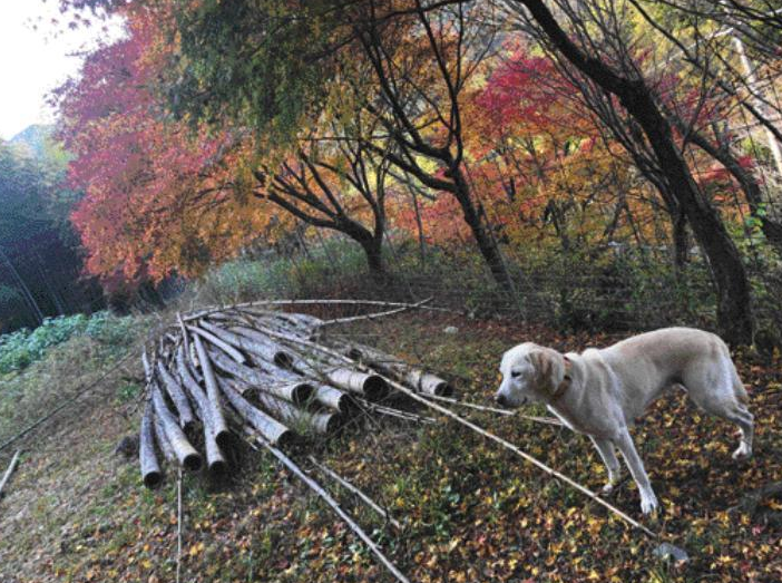 【犬めくり2022 おかわり】 さちこ（2022年10月25日掲載） 焚き火用の薪は集まったけど バトニング苦手なんだよな