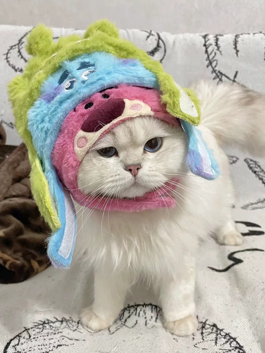 ThreeKitty_Wong's tweet photo. I bought you three hats, why are you still unhappy?
#CatsOfTwitter #catsofinstagram #CatsLover #CatsAndDogs https://t.co/q3U2sGV2j1