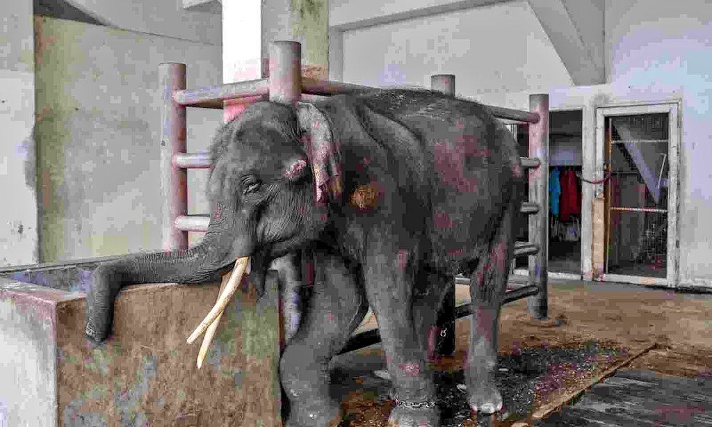 NANDANPRATIM's tweet photo. Do we have the right to worship Ganesh Chaturthi today? After we have tortured Joymala like this?? Seeing Satanic atrocities on elephants, another form of Ganesha in the temple of God, I am compelled to believe that there is no God in the temple. https://t.co/hTOZuYNmJY