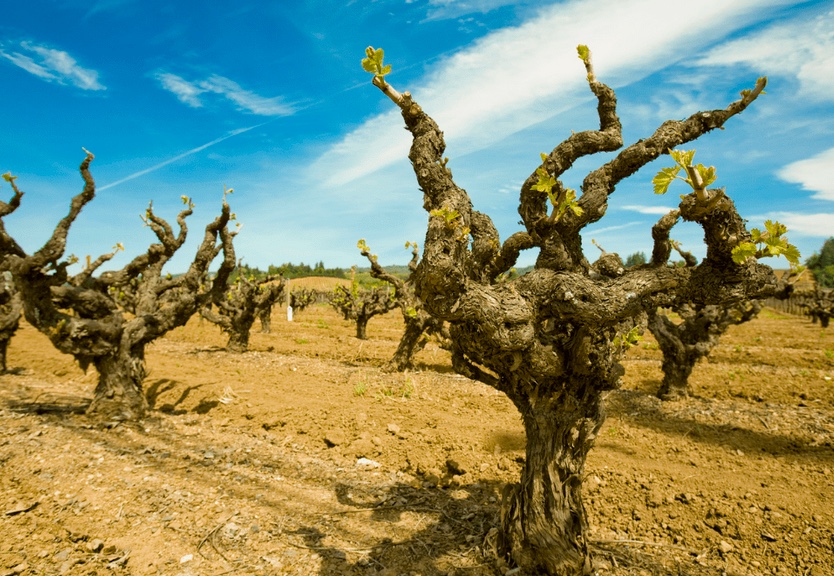 LOOKING FOR OLD VINE WINES. Hunting for single cuvees which are bottled exclusively from very old vines ie. NOT old vine fruit blended with younger vine grapes. Anyone know of any producers who have such wines commercially available? #oldvines #oldvinewines #oldvineconference