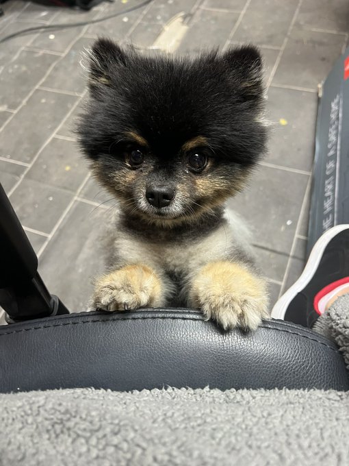 But mum why do you have to work?  I want to sit on your lap 🥹 https://t.co/gWro7w3qsH<a href="/tag/shera"class="tags"><span>#shera</span></a>