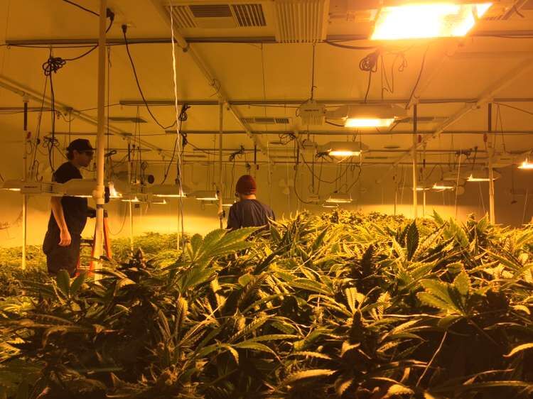 AngelaLo920920's tweet photo. Medical marijuana is so valuable that growers need to be more careful in the cultivation process. The help of LED Grow Light is also reflected in the special functionality of special models. #cannabis #ledgrowlight #growlights #fullspectrum https://t.co/ir99YyUvbo