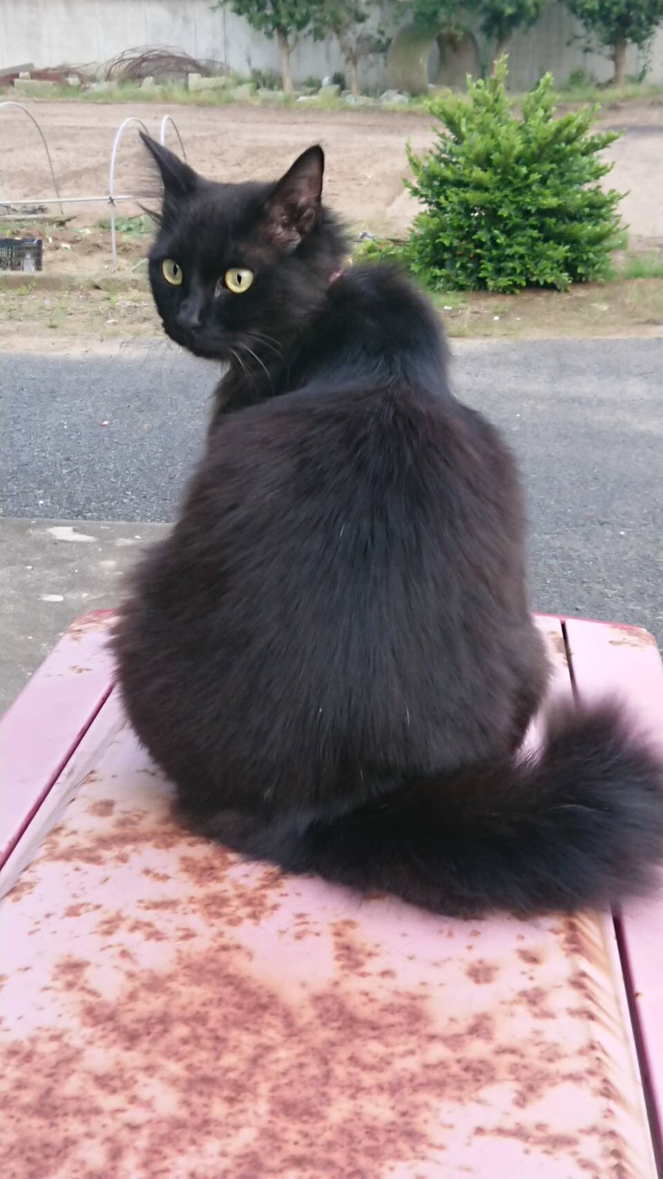 黒猫様 A18tKOh-ZeL.jpg