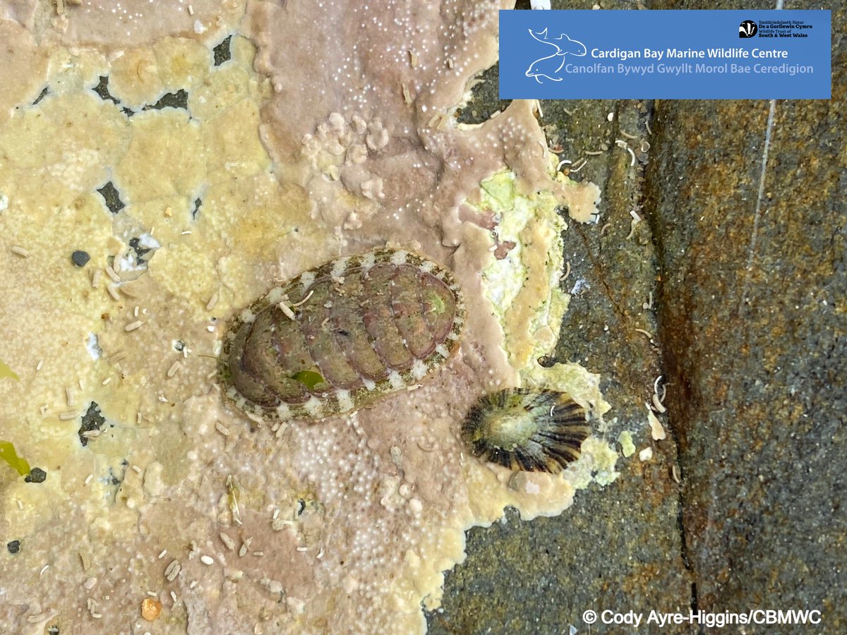 CBMWC News (@cbmwc) on Twitter photo #WackyWednesday ๐
Chitons are a type of mollusc ๐ and are sometimes called coat of mail shells due to the 8 interlocking shell plates on their backs ๐ก๏ธ The shell is very flexible and they can roll into a ball if threatened โฝ๐คฉ
<a href="/WTSWW/">WildlifeTrustSWWales ๐ฆก๐ฌ</a> <a href="/WTWales/">Wildlife Trusts Wales</a> #WackyWednesday ๐
Chitons are a type of mollusc ๐ and are sometimes called coat of mail shells due to the 8 interlocking shell plates on their backs ๐ก๏ธ The shell is very flexible and they can roll into a ball if threatened โฝ๐คฉ
<a href="/WTSWW/">WildlifeTrustSWWales ๐ฆก๐ฌ</a> <a href="/WTWales/">Wildlife Trusts Wales</a>