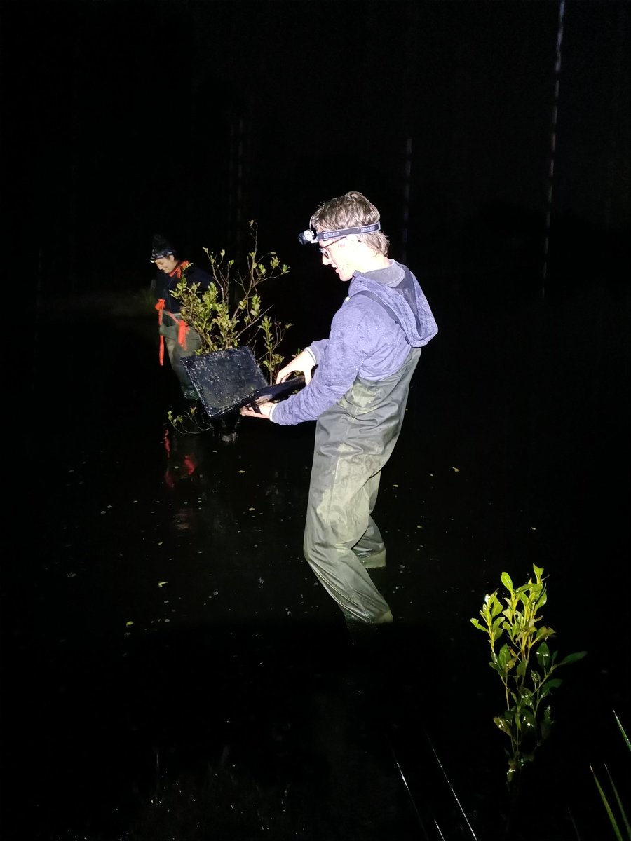 Not so many gambusia in our hunt in the rain tonight, just the usual stolen tech rising from the murky depths of Kooragang #ilovekooragang #conservationbiology #kooragangcleanup <a href="/Uni_Newcastle/">University of Newcastle</a> <a href="/ConservationUon/">Conservation Science Research Group</a> 🐸
