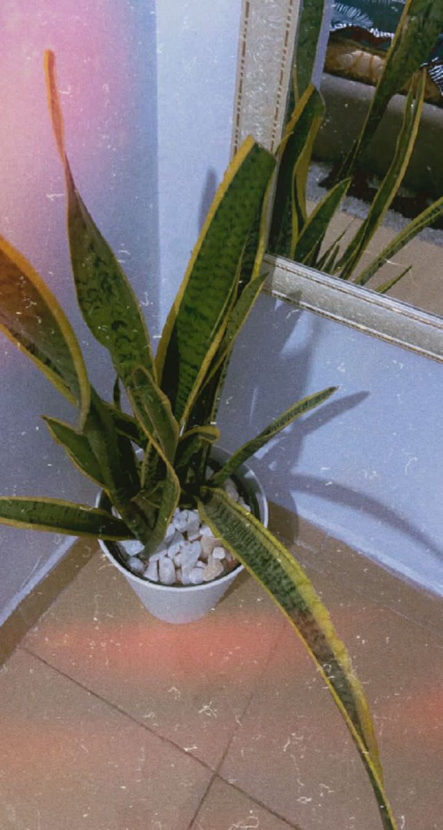 Alyuna12's tweet image. My plants looking fly from my customer’s camera 😌😌😌😌#plantsofTwitter