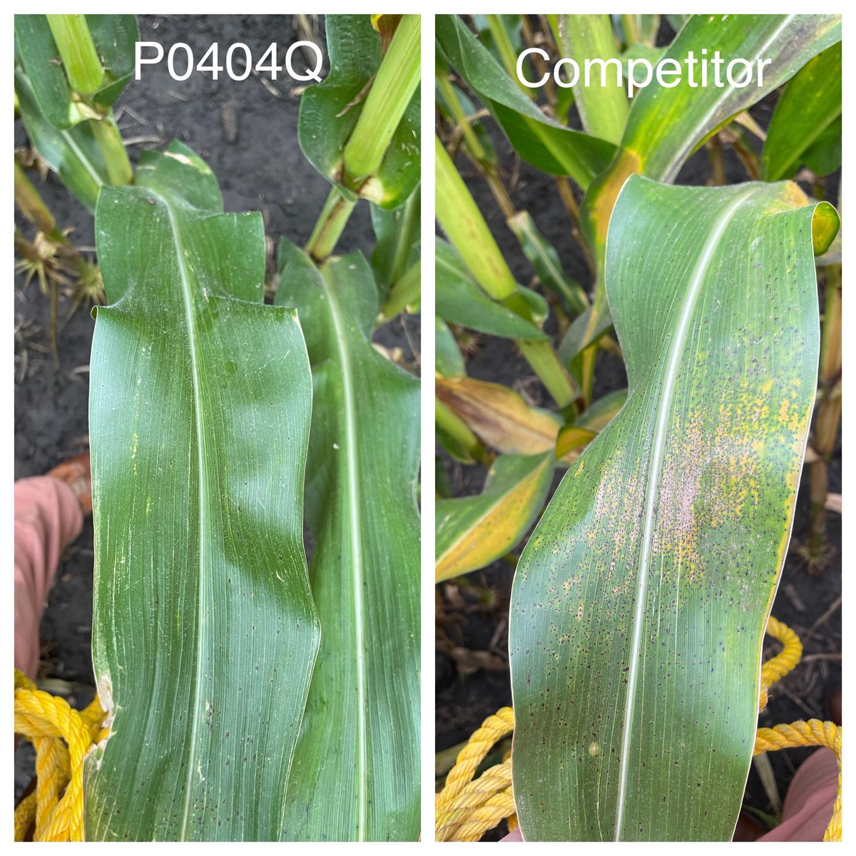 emily_floryag14's tweet photo. Tar spot update in Minnesota. We’ve had a lot of growers &amp; reps scouting constantly to see if it’s blowing up… very variable lesion impacts but hybrid tolerance is real. Side by side rows of two products in a sprayed plot. @PioneerSeeds #FieldProven https://t.co/vSxrYIJRQt