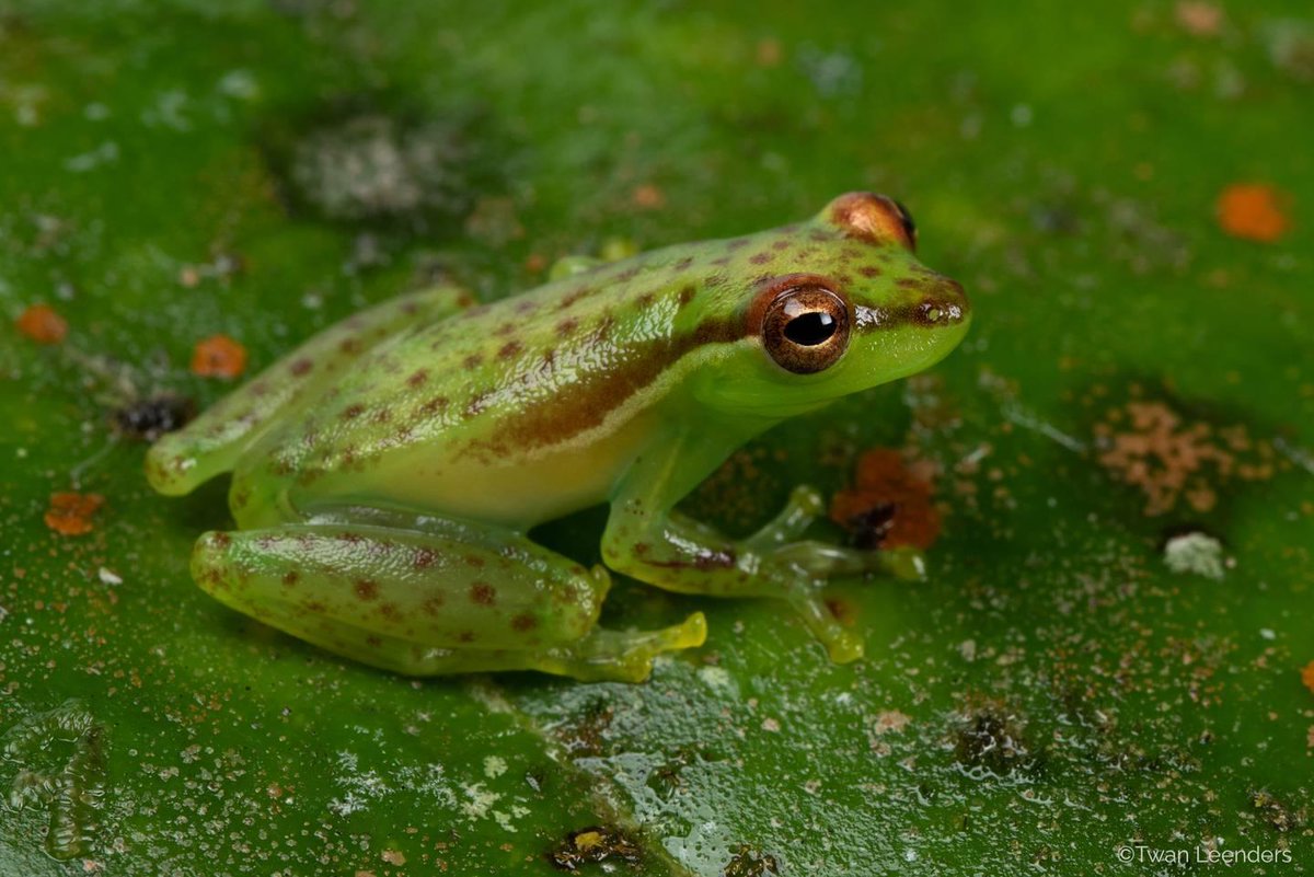 Descubren en zona norte de Costa Rica una especie de rana única en el mundo nacion.com/revista-domini…