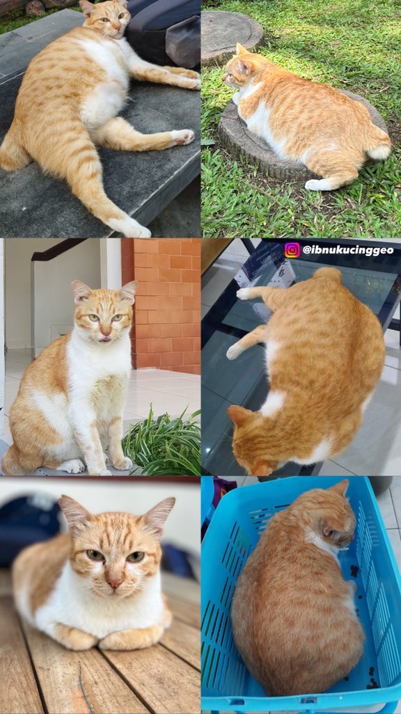 kochengfs's tweet photo. Haiii 🐈 lovers! Yuk kenalan sama Ibnu si gembul dari UGM 😸😸 https://t.co/tV1oddM6cO