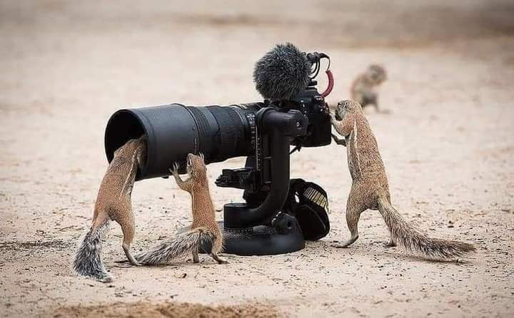 KhadarAadan8's tweet photo. When you are  photographer https://t.co/CKODd6l4uP