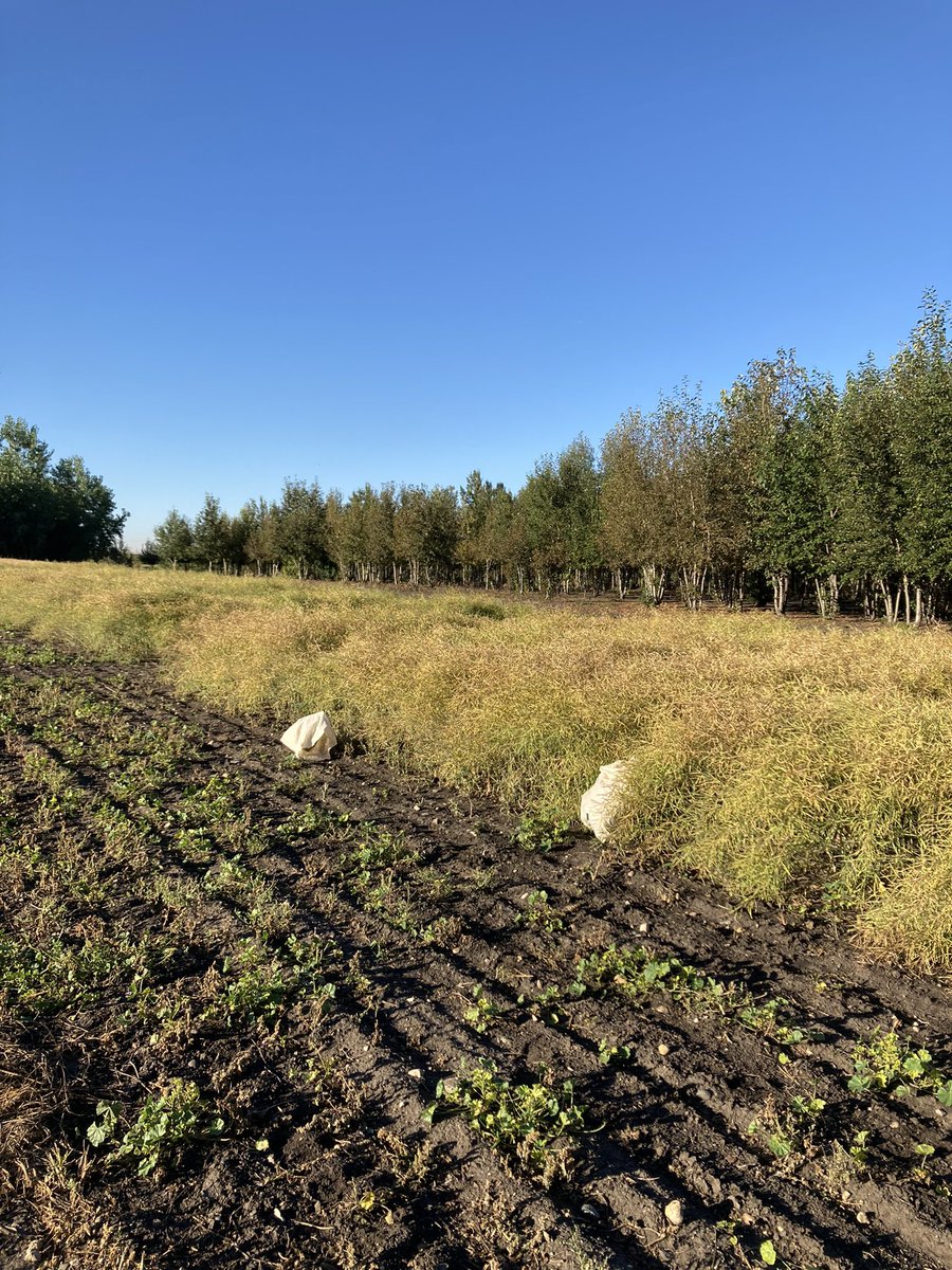 Sask_Agroforest's tweet photo. @raju_aafc I’m going to need the bigger bags to #biomass the #biochar plots this year. #harvest2022 https://t.co/u7qqNJMKkE
