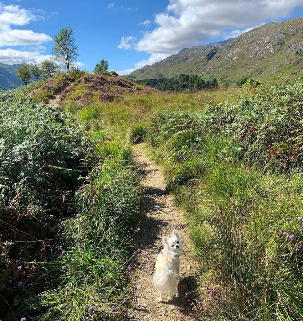 wee_chi_ivy's tweet photo. Time for an adventure ⛰☀️
-
📸 @cat.liv.fra
-
#highlands #scottishhighlands #hike #adventure #adventuredog #holiday #holidog #pet #sillydog #dramaticdog #petsofinstagram #dog #dogoftheweek #dogsofinstagram #petlove #dogs #petlife #puppy #dogstagram #… https://t.co/g5NZXyz3sI https://t.co/h6OnDj0rsy