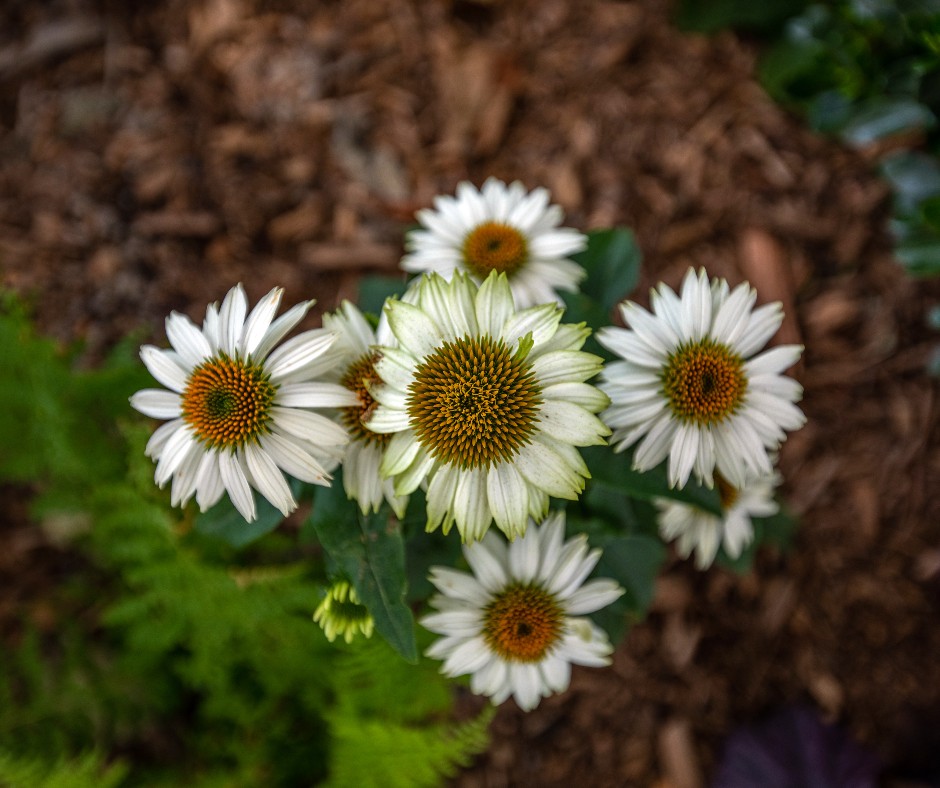 JMDLandscapes's tweet photo. Being able to appreciate nature in its truest form is a gift. If you're lucky enough to observe a beautiful landscape, don't keep it to yourself!
#Johnmini #distinctive #landscaping #plants #garden #landscapearchitect #gardendesigner #landscapingdesign #plantsmakepeoplehappy https://t.co/oPeQjJm5G9