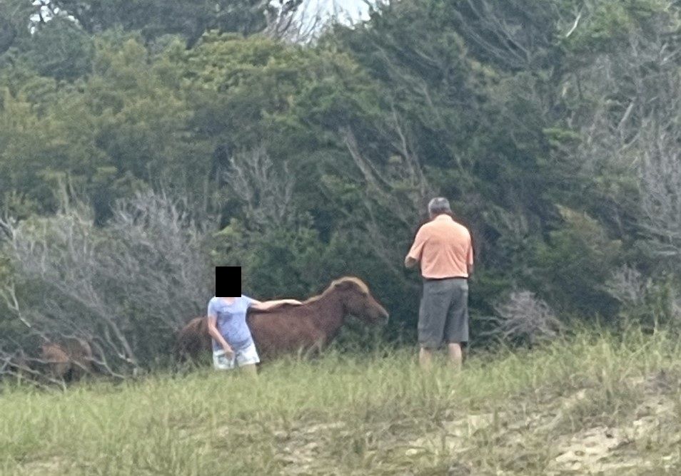 CapeLookoutNPS's tweet photo. Thank you to everyone who is watching out for the safety of the horses and visitors on Shackleford Banks. These visitors were cited BY PHOTO for wildlife harassment.  The horse communicated its annoyance (see the photo) and kicked the woman. https://t.co/HsMnJq83um