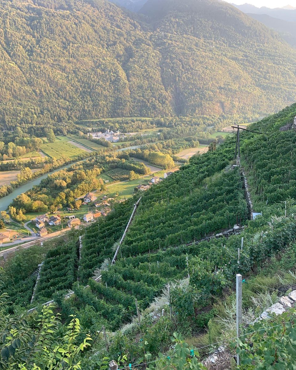 Sara Missaglia tweet media