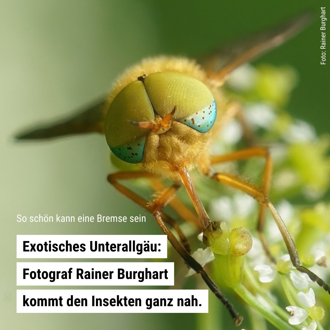 MZ_Online's tweet photo. Klar, Insekten sind wichtig, aber so richtig schön sind sie oftmals nicht. Anders auf den Fotos von Rainer Burghart. Der Tussenhausener setzt die kleinen Tiere mit seiner Kamera in Szene und lässt sie so richtig exotisch wirken. Mehr unter: https://t.co/DInqlx1OVg https://t.co/d7qTvlHA6t