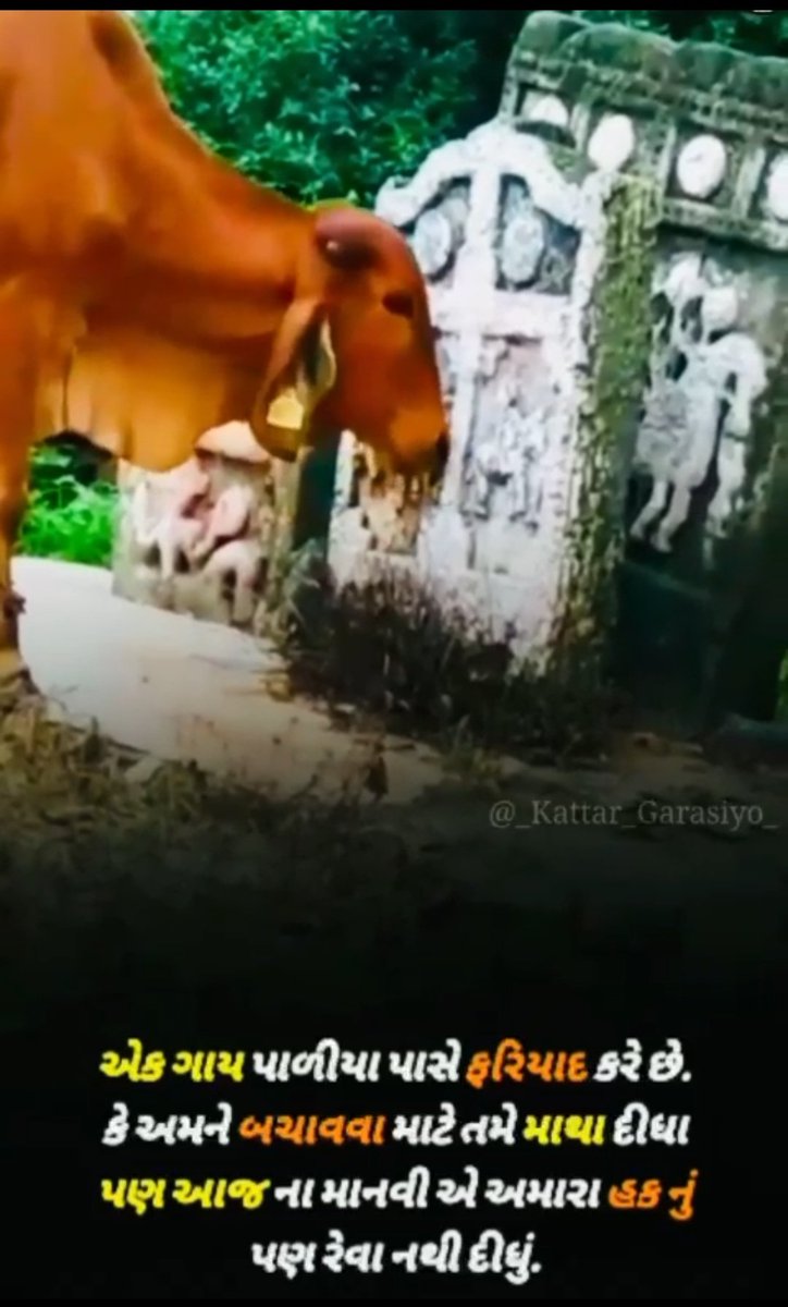 હવે તો હદ થઈ ગઈ....!! ભાજપ સરકાર અને ભાજપ ના માલધારી સેલના તમામ પધાધિકારીશ્રીઓ આ ગાયની ફરિયાદ જુઓ.તમારા બધા ઉપરથી ગાયને પણ વિશ્વાસ ઉઠી ગયો છે.એક પાળીયા આગળ પોતાની વેદના રજુ કરે છે.
<a href="/CRPaatil/">C R Paatil</a> 
<a href="/CMOGuj/">CMO Gujarat</a> 
<a href="/narendramodi/">Narendra Modi</a> 
<a href="/Bhupendrapbjp/">Bhupendra Patel</a>
