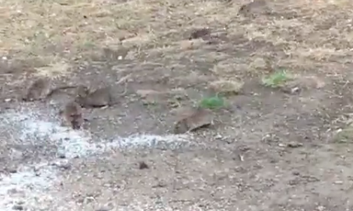 Southwark_News's tweet photo. WATCH: BBC editor Jeremy Bowen tweets video of rats swarming #Camberwell Green

https://t.co/EQvVukzmS3 https://t.co/uDw0aUJtud