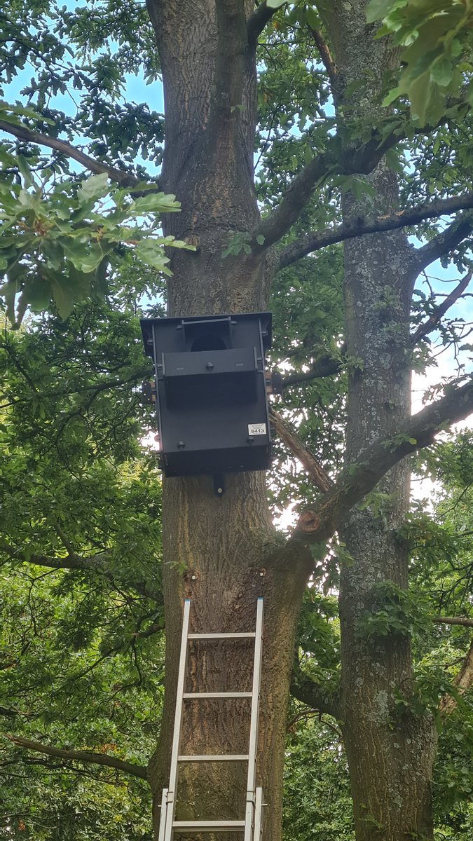 BorealTrees tweet media